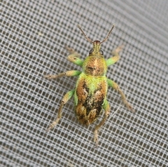 Coniatus