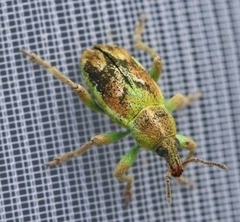 Coniatus
