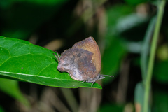 Mahathala ameria