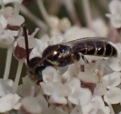 Nomioides