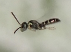 Nomioides