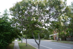 Buckinghamia celsissima