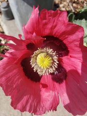 Papaver