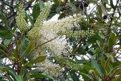 Buckinghamia celsissima