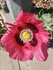 Papaver