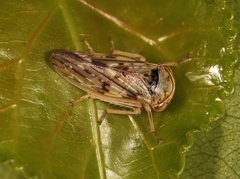 Rhytidodus decimusquartus