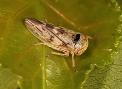 Rhytidodus decimusquartus