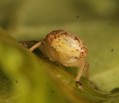 Rhytidodus decimusquartus