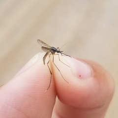 Psorophora longipalpus