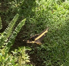 Heraclides andraemon