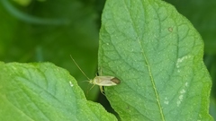 Adelphocoris quadripunctatus