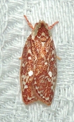 Euchaetis metallota