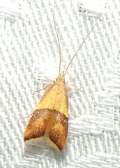 Crocanthes prasinopis