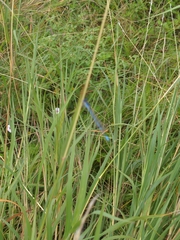 Argia nahuana