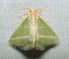 Mixocera latilineata