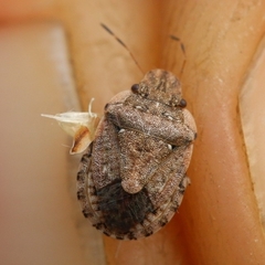 Sciocoris sideritidis