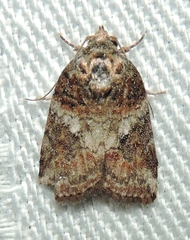 Garella vallata