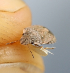 Sciocoris sideritidis