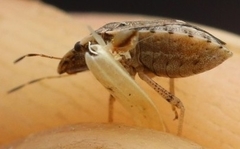 Sciocoris sideritidis