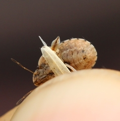 Sciocoris sideritidis