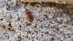Deraeocoris ruber