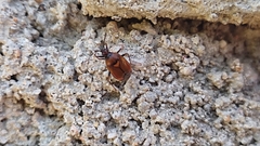 Deraeocoris ruber