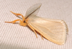 Laelia obsoleta