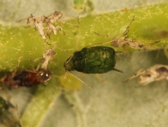 Aphis ruborum