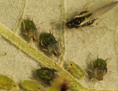 Aphis ruborum