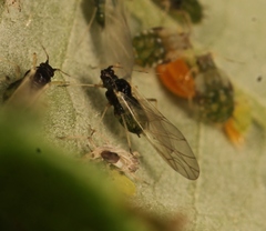 Aphis ruborum