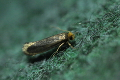 Cephimallota crassiflavella