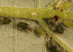 Aphis ruborum