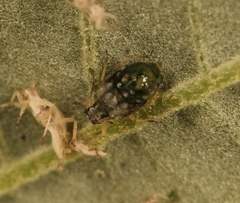 Aphis ruborum