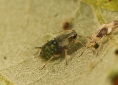 Aphis ruborum