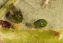 Aphis ruborum