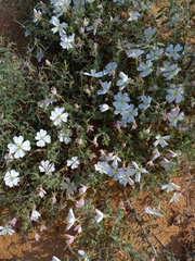 Oenothera engelmannii