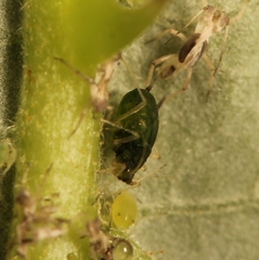 Aphis ruborum