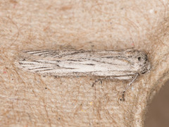 Holcocera gigantella