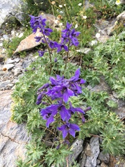 Delphinium caucasicum