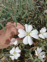 Oenothera engelmannii