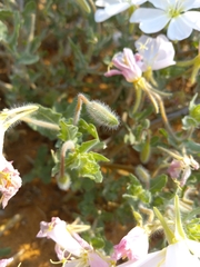 Oenothera engelmannii