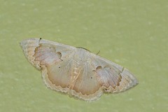 Somatina rosacea