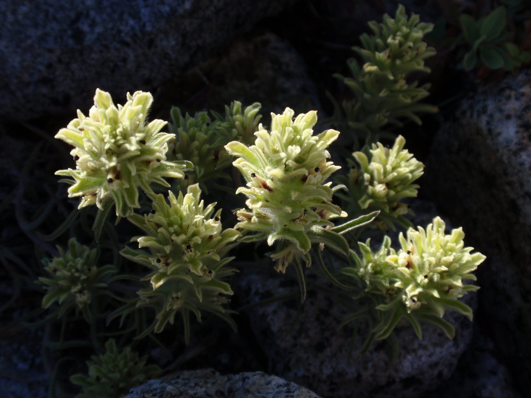 Castilleja nana