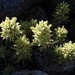 Dwarf Alpine Indian Paintbrush - Photo (c) Tom Hilton, some rights reserved (CC BY)