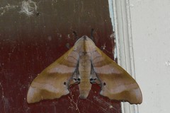 Marumba nympha
