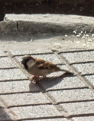 Passer domesticus