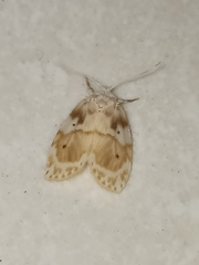 Schistophleps bipuncta