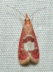 Syntonarcha vulnerata