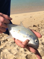 Caranx