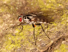 Eustalomyia festiva